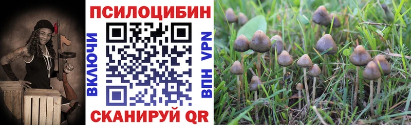 Купить закладки  Высоцк  Псилоцибиновые грибы Psilocybine cubensis 